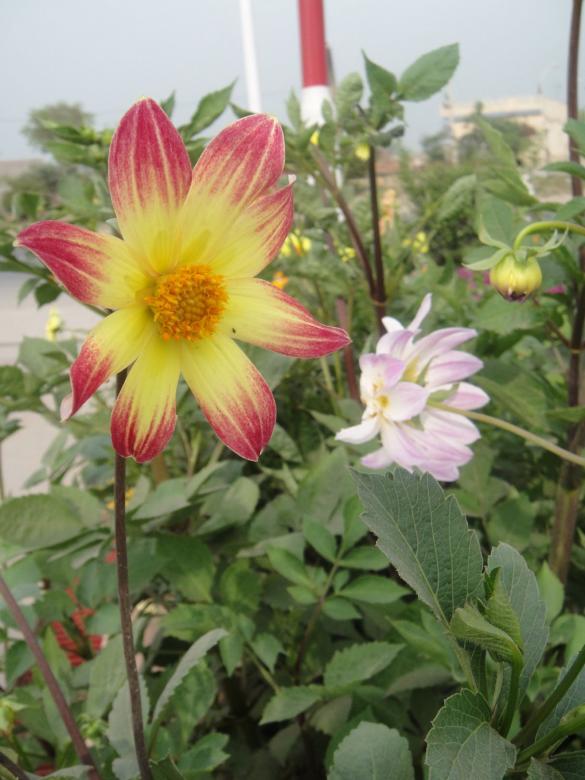 Free stock image of Sun Flowers created by Ali Haider