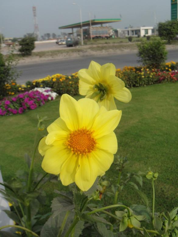 Free stock image of Yellow Flowers created by Ali Haider