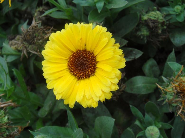 Free stock image of Yellow Sun Flower created by Ali Haider