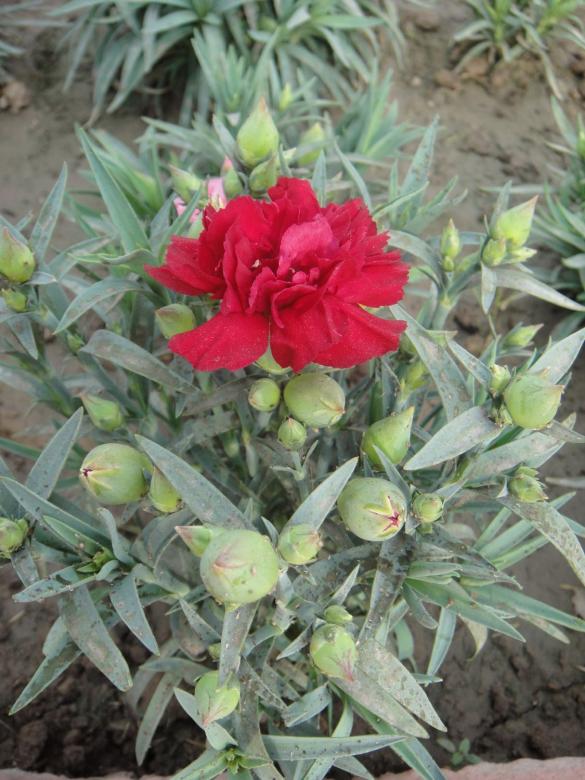 Free stock image of Red Flower created by Ali Haider