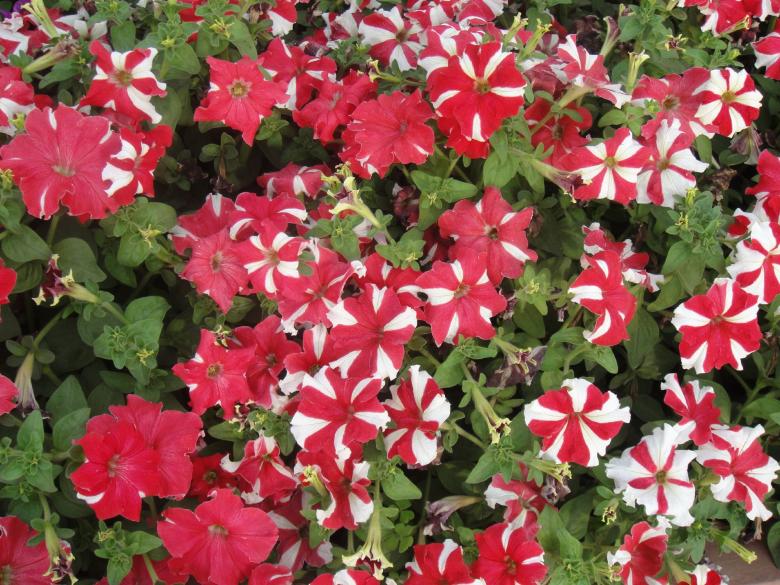 Free stock image of Red and White Flowers created by Ali Haider