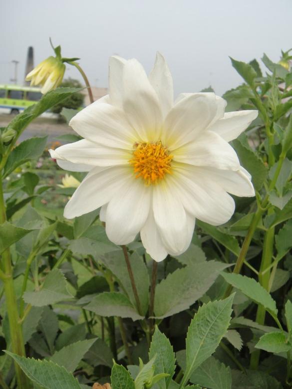 Free stock image of White Flower created by Ali Haider