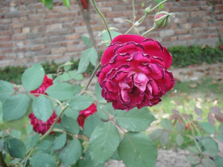 Free stock image of Red Rose created by Ali Haider
