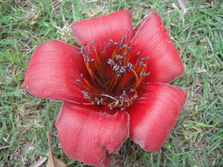 Free stock image of Red Flower created by Ali Haider