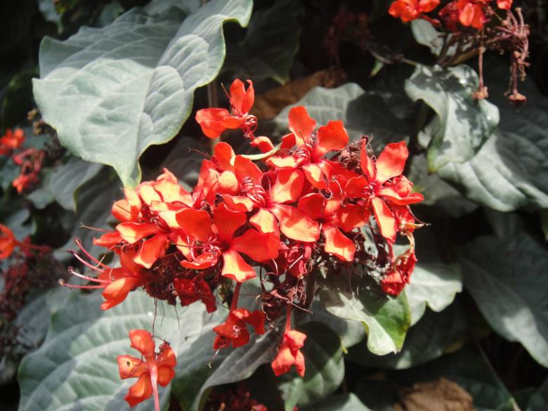 Free stock image of Red Flowers created by Ali Haider