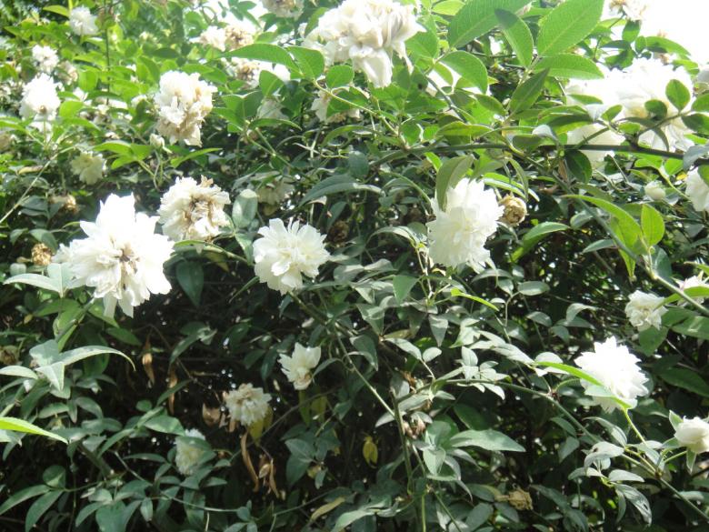 Free stock image of White Flowers created by Ali Haider