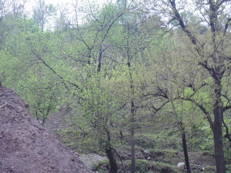 Free stock image of Trees created by Ali Haider