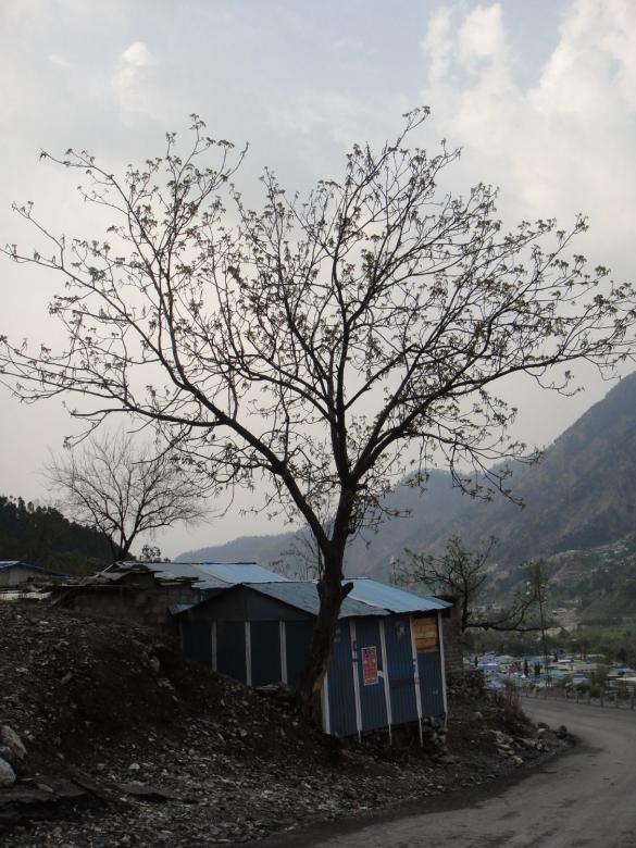 Free stock image of Tree created by Ali Haider