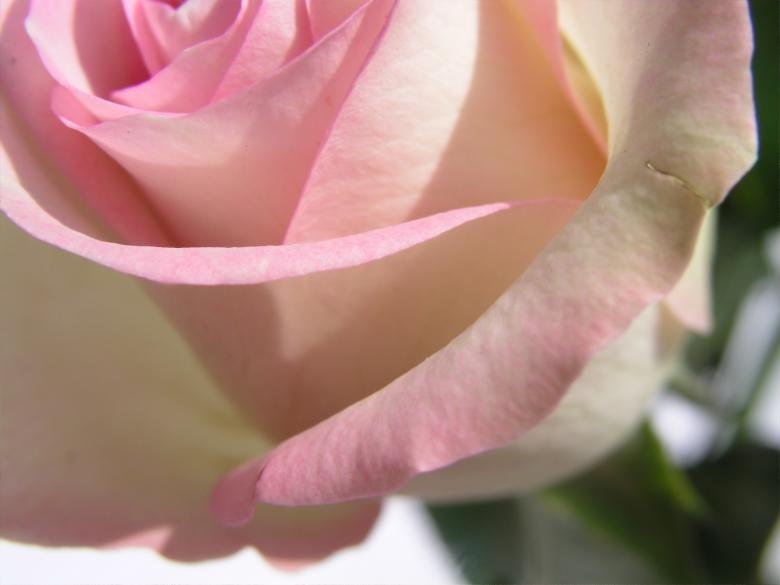 Free stock image of Naturally rose created by klarissa meyers