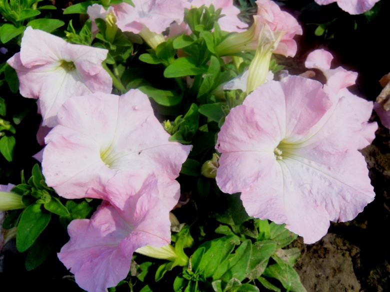 Free stock image of Flowers created by Ali Haider