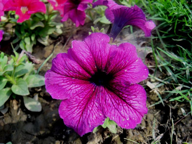 Free stock image of Flowers created by Ali Haider