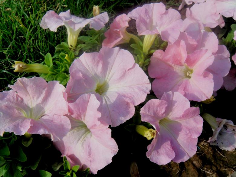 Free stock image of Flowers created by Ali Haider