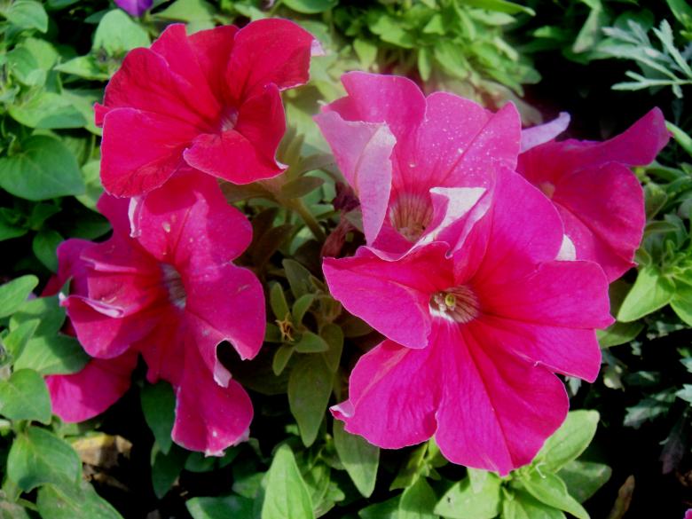 Free stock image of Flowers created by Ali Haider