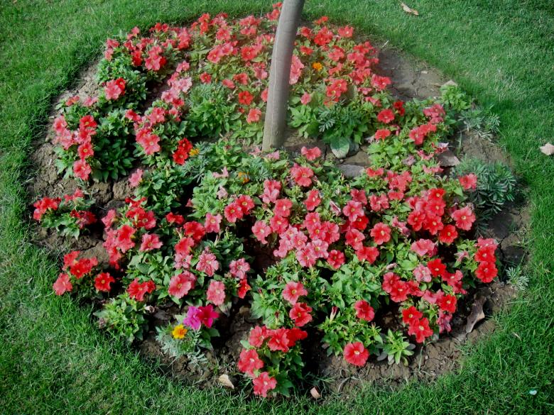 Free stock image of Flowers created by Ali Haider