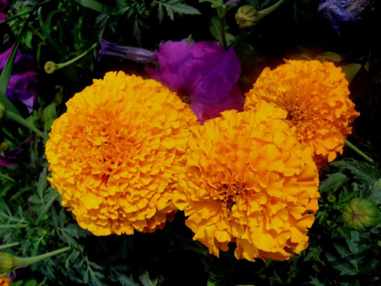 Free stock image of Flowers created by Ali Haider