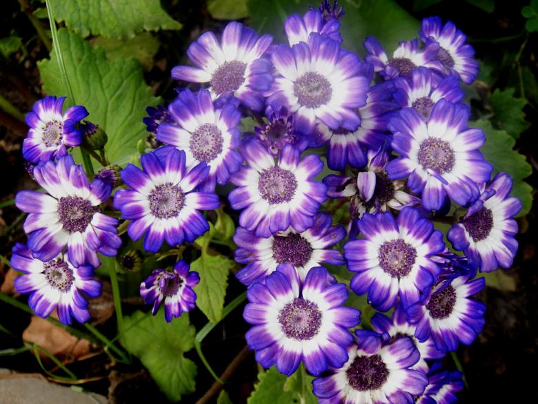 Free stock image of Flowers created by Ali Haider