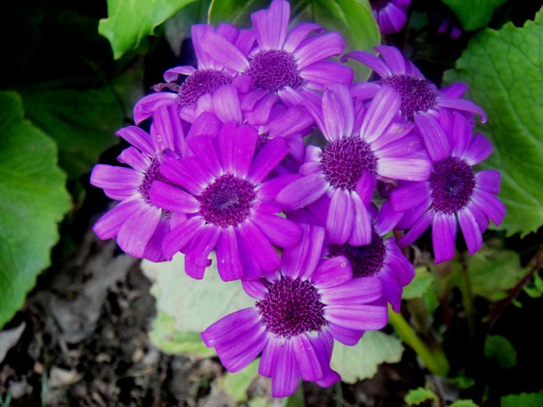 Free stock image of Flowers created by Ali Haider