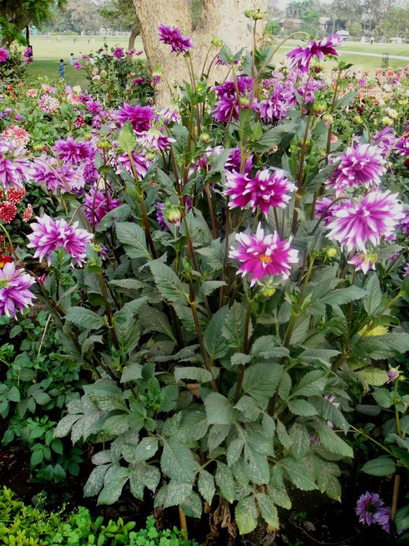 Free stock image of Flowers created by Ali Haider