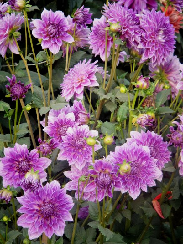 Free stock image of Flowers created by Ali Haider