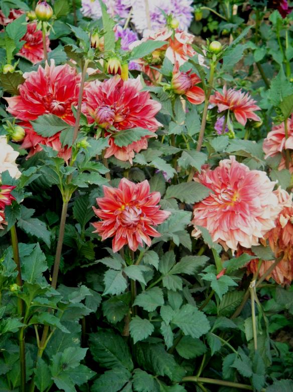 Free stock image of Flowers created by Ali Haider