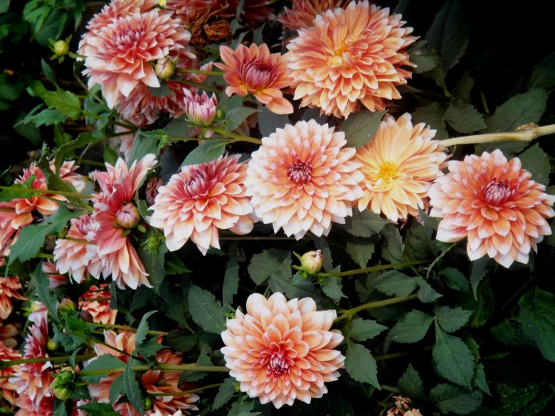 Free stock image of Flowers created by Ali Haider