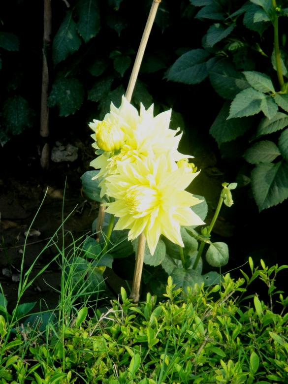 Free stock image of Flowers created by Ali Haider