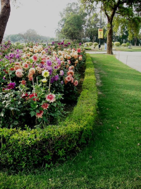 Free stock image of Flowers created by Ali Haider