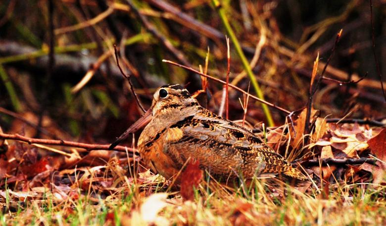 Free stock image of American Woodcock created by Bill Carlson