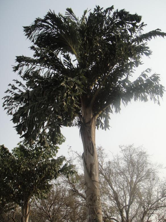 Free stock image of Tree created by Ali Haider