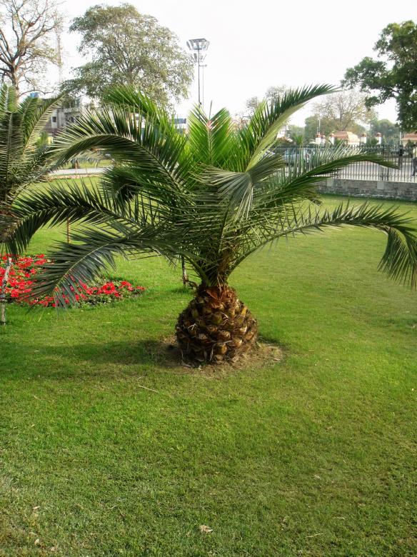 Free stock image of Palm Tree created by Ali Haider