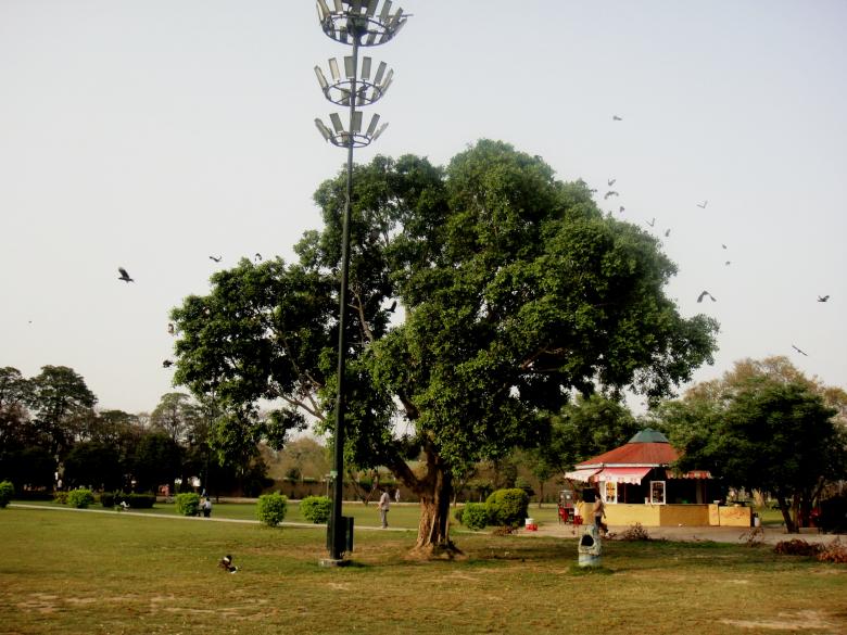 Free stock image of Trees created by Ali Haider