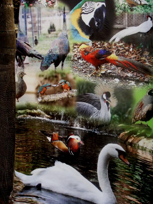 Free stock image of My Birds created by Ali Haider