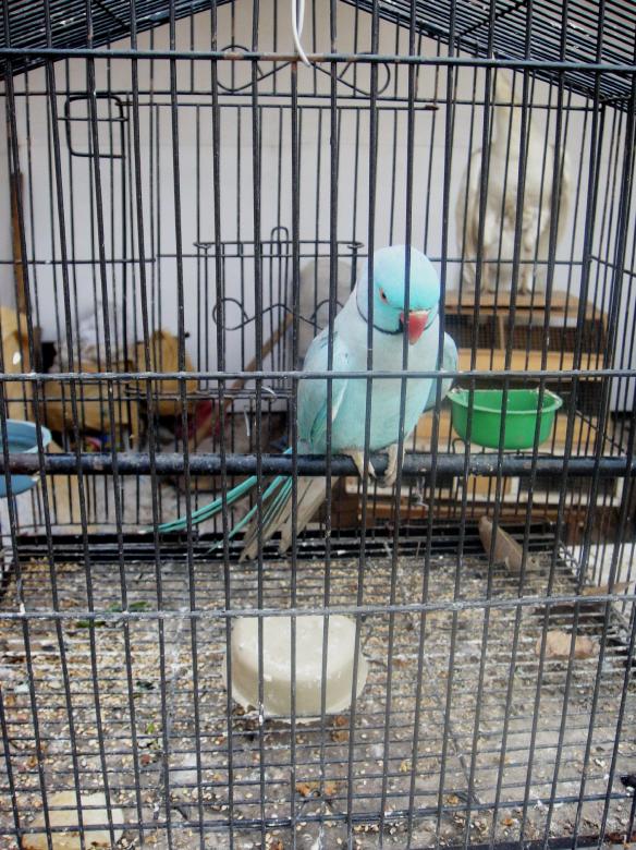 Free stock image of Blue Parrot created by Ali Haider
