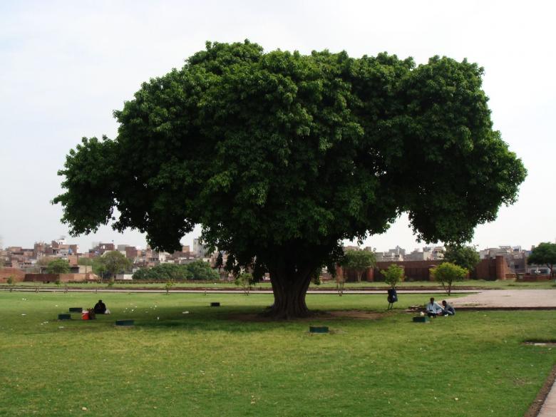 Free stock image of Tree by Lahore shahi fort created by Ali Haider
