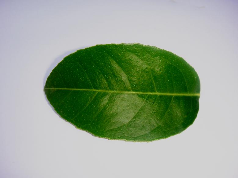 Free stock image of Lemmon plant leaf created by Ali Haider