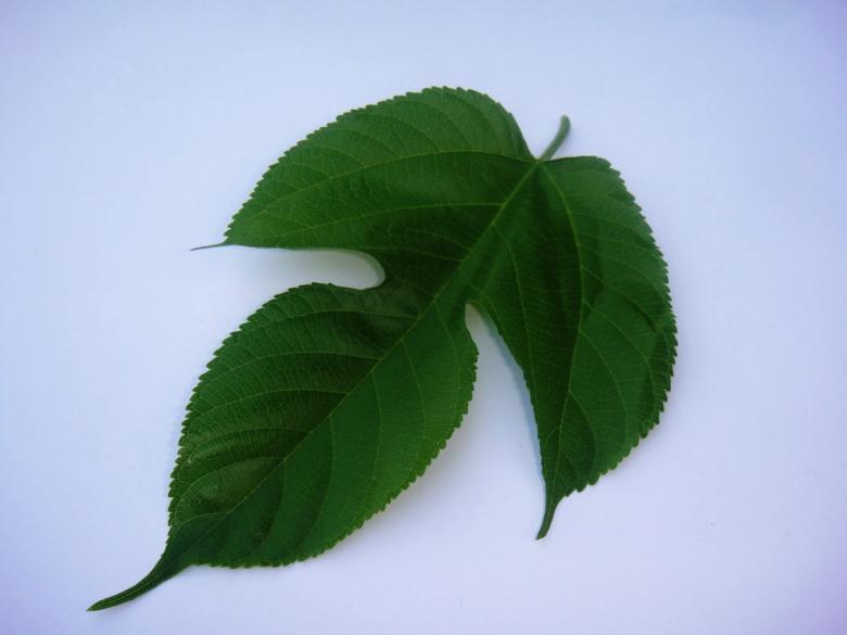 Free stock image of Fruit tree leaf created by Ali Haider