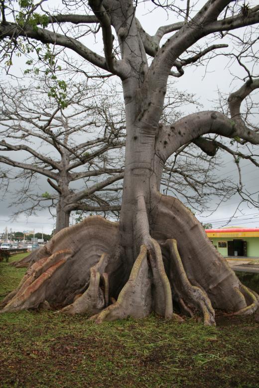 Free stock image of Tree Roots created by GusRomanPhotography