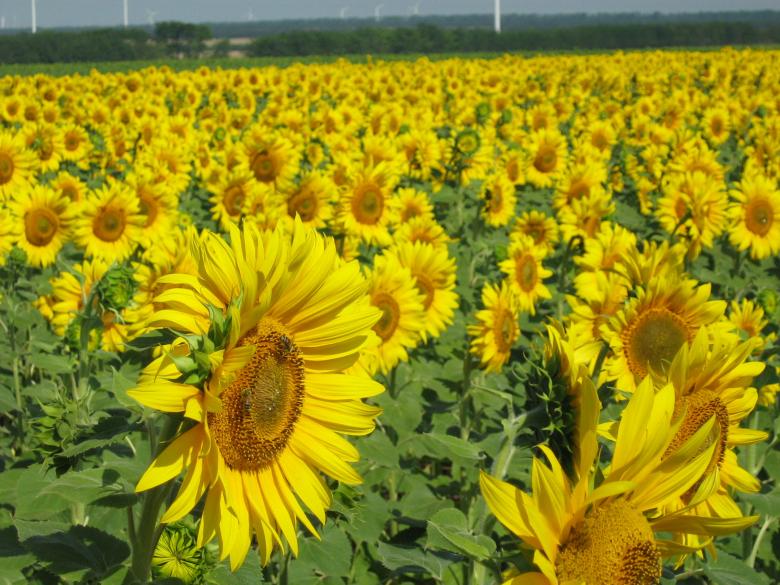 Free stock image of Sunflowers created by Yuliy Ganev