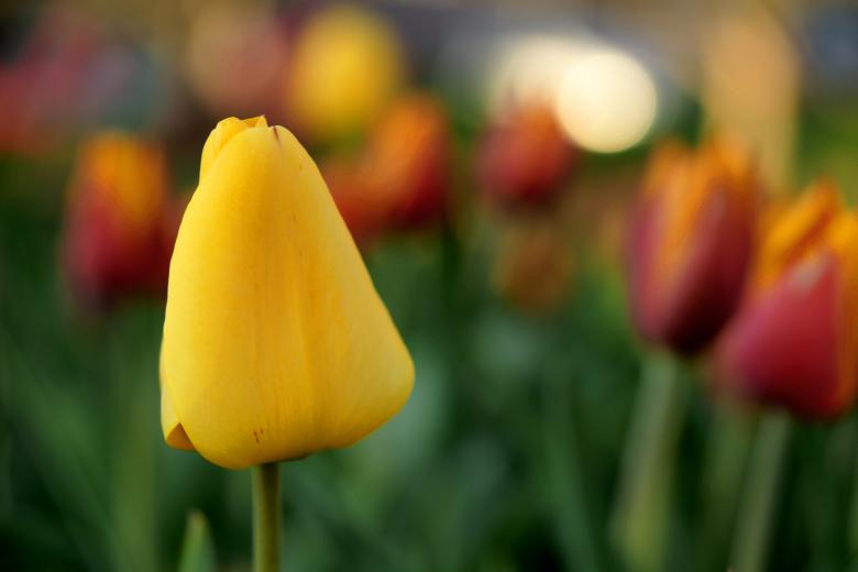 Free stock image of Lily created by Barry Haynes