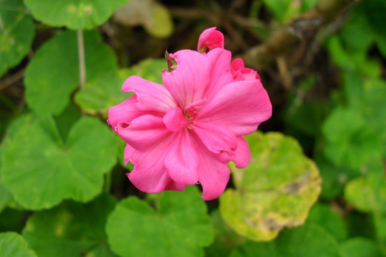Free stock image of Pink Geranium created by Ngaire
