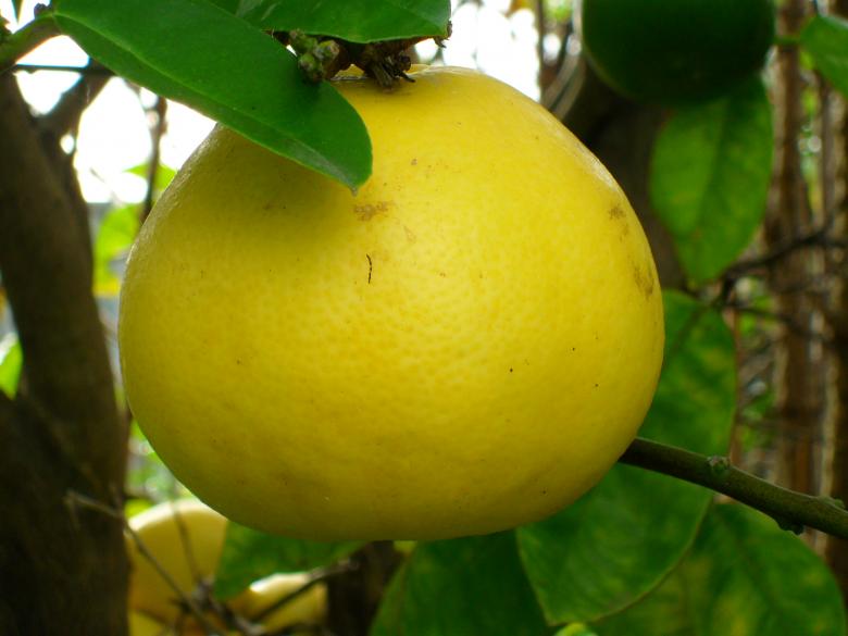 Free stock image of Grapefruit created by Ngaire