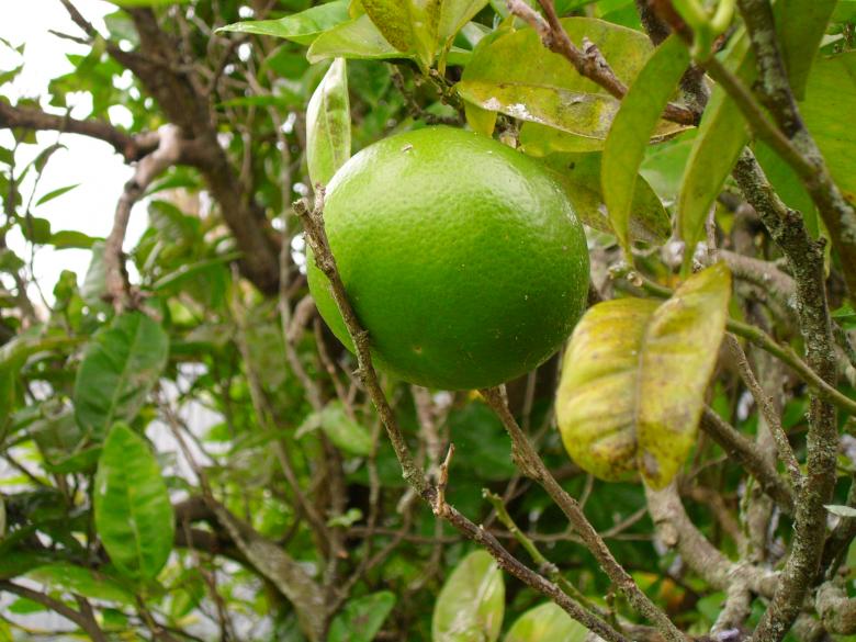 Free stock image of Grapefruit created by Ngaire