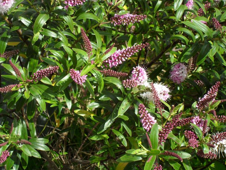 Free stock image of Hebe icing sugar shrub created by Ngaire