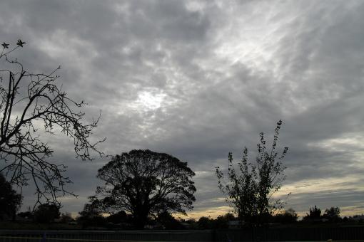 Grey skies above the trees - Free Stock Photo