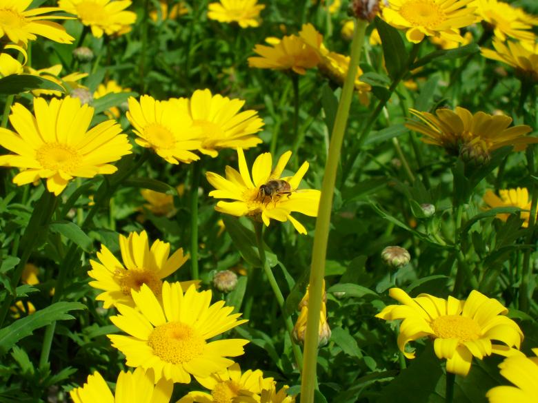 Free stock image of Bee on yellow flowers created by Ngaire