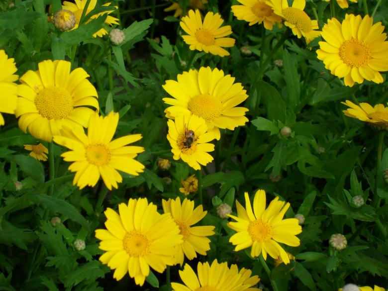 Free stock image of Bee on yellow flowers created by Ngaire