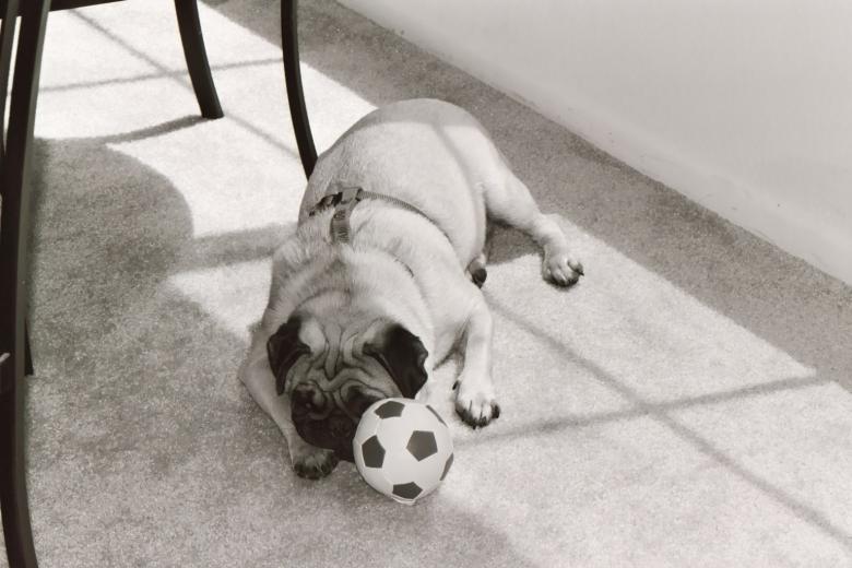 Free stock image of Chubs at home  created by vickie cook