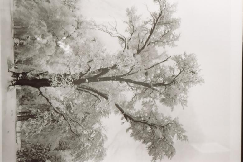Free stock image of Snowy day created by vickie cook