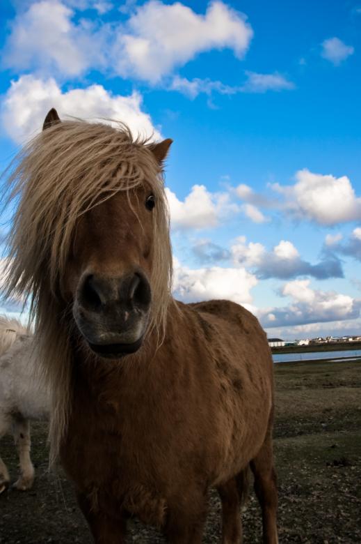 Free stock image of Icelandic Horse created by Bjorgvin