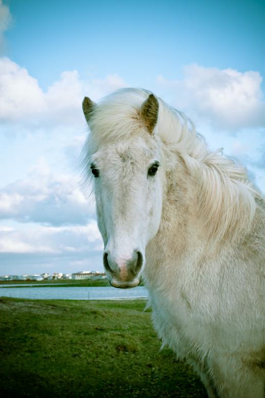 Free stock image of Icelandic Horse created by Bjorgvin